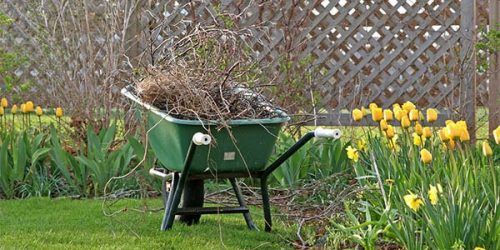 Lawn Clean Up