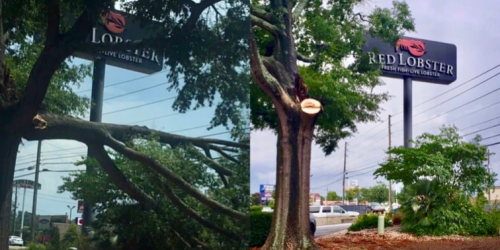 Tree Removal, Tree Service, Tree Trimming