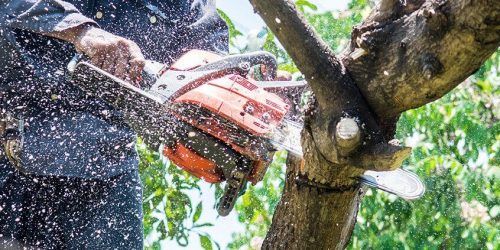 Tree Removal, Tree Service, Tree Trimming